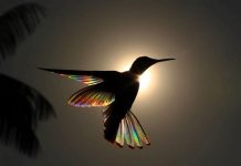 Black jacobin hummingbird hovers in front of the rising sun