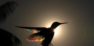 Black jacobin hummingbird hovers in front of the rising sun