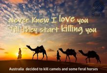 Australia to kill the camels